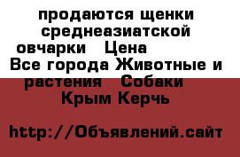 продаются щенки среднеазиатской овчарки › Цена ­ 30 000 - Все города Животные и растения » Собаки   . Крым,Керчь